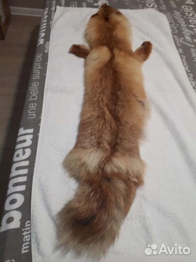 Шкура лисы