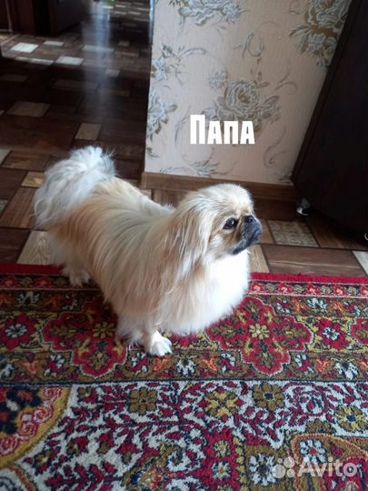 Щенки пекинеса