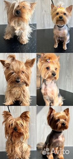 Грумер. Стрижка собак