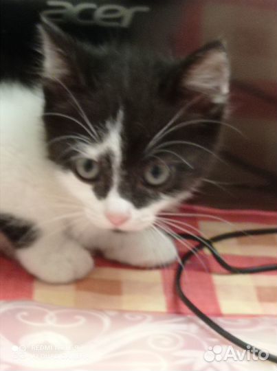 Кошки в добрые руки бесплатно