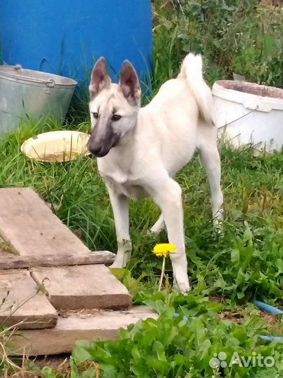 Щенки западно-сибирские лайки