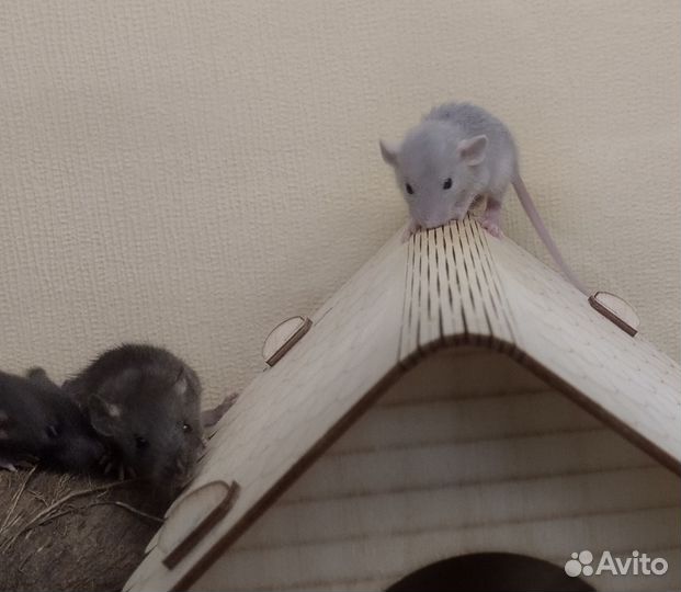 Крысы.крысята.Крыски Дамбо/Клетки