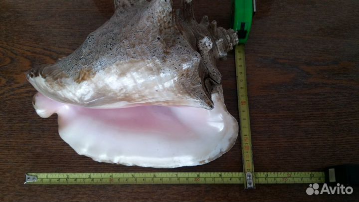 Большая морская раковина