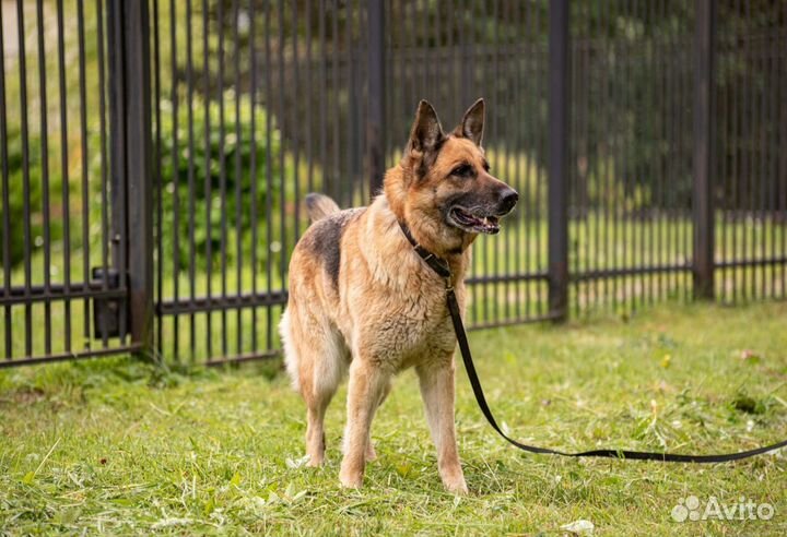Немецкая овчарка в добрые руки
