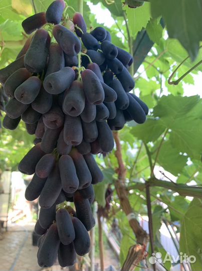 Саженцы и черенки Кишмиш Аватар