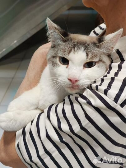 Котик в добрые руки