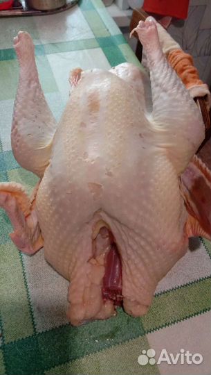 Продам мясо птицы(индейки)
