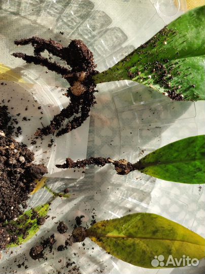 Комнатные растения цветы