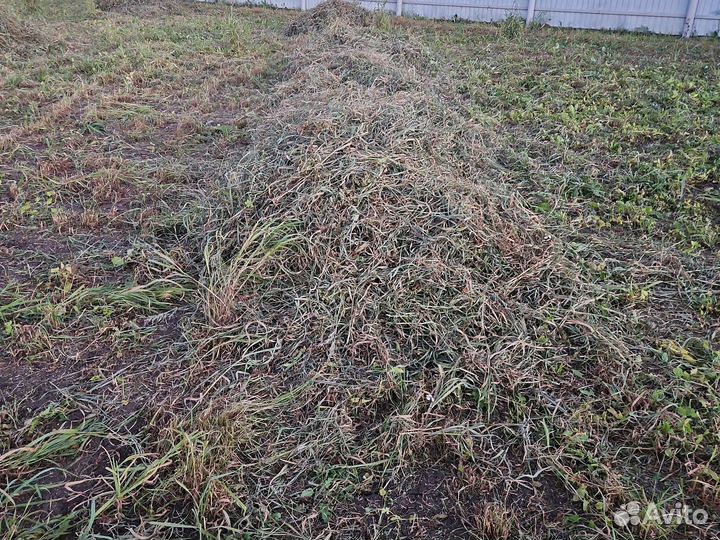 Сено костёр