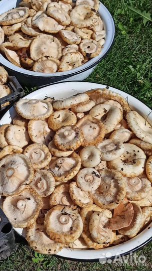 Груздь бахромистый сухого(холодного) посола