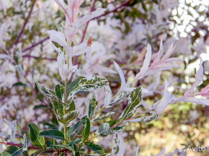 Ива Хакуро нишики