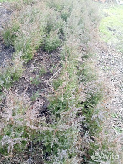 Можжевельник сеянец