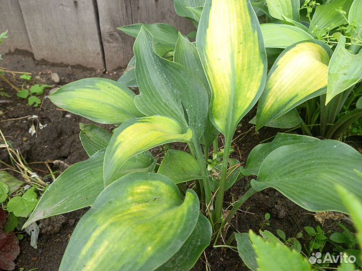 Многолетние садовые растения