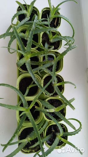 Алоэ столетник