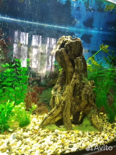 Аквариум