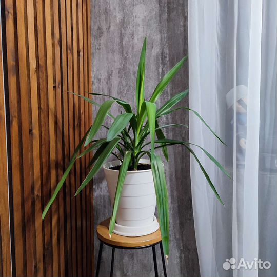 Комнатный цветок