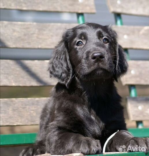 Прямошерстный ретривер