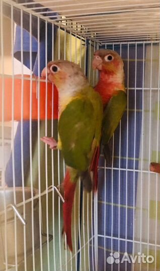 Пиррура птенцы