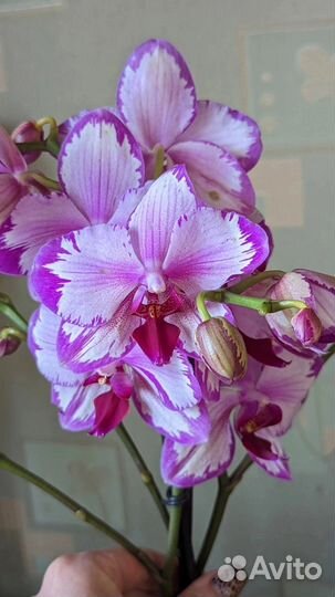 Орхидея сортовая Тоши