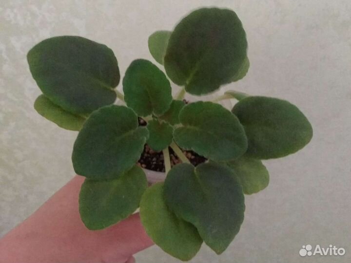 Mac’s Southern Springtime(мини)