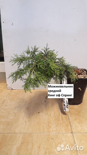 Саженцы Можжевельники средние