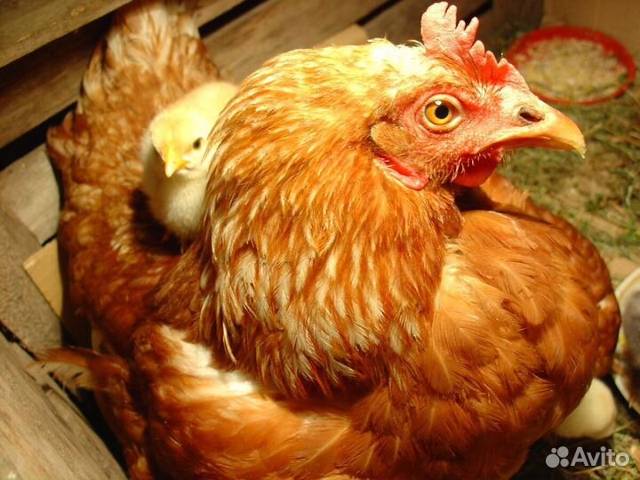 Куры несушки
