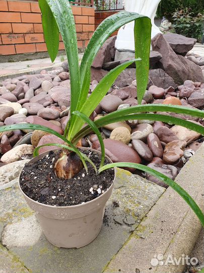 Гиппеаструм