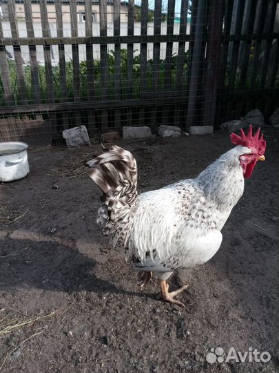 Инк.Яйцо Чистокровной Несушки Борковская Барвистая