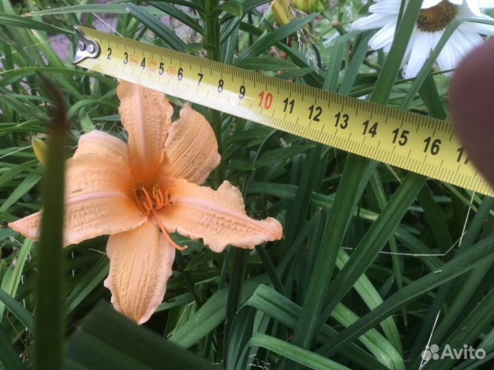 Лилейники сортовые элитные