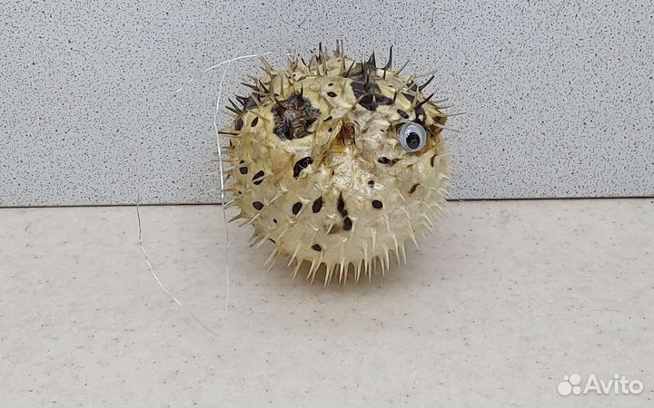 Рыба Еж 7,7 морской сувенир подарок