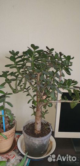 Денежное дерево толстянка