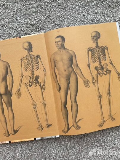 Анатомия для художников. Дюваль Матиас-Мария