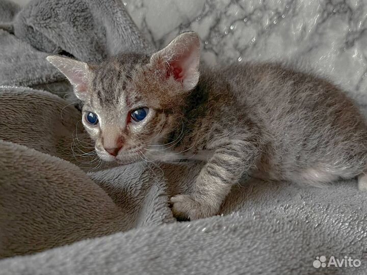 Донской сфинкс котята
