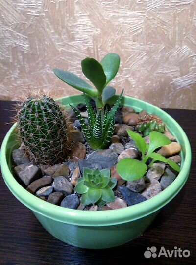 Кактусы и суккуленты