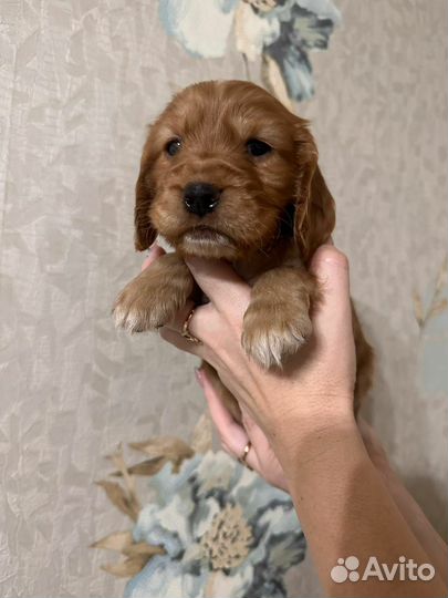 Кокер спаниель