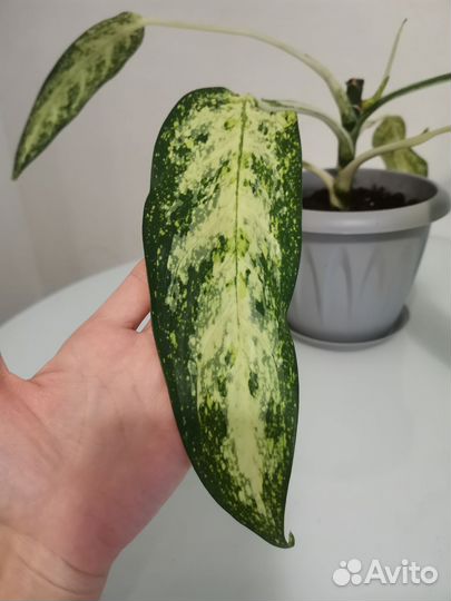 Аглаонема ложноприцветниковая Aglaonema