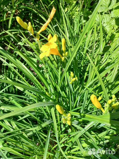 Лилейник желтый