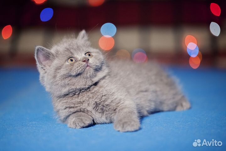 Британский королевский котенок Мурзий