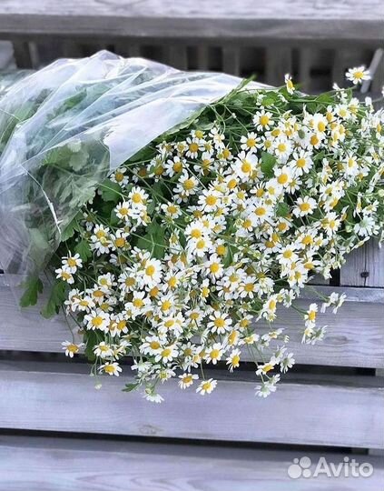 Букеты ромашек