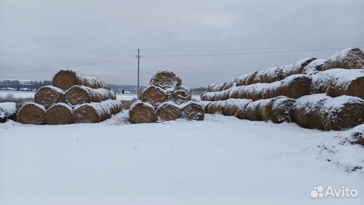 Сено, зерно