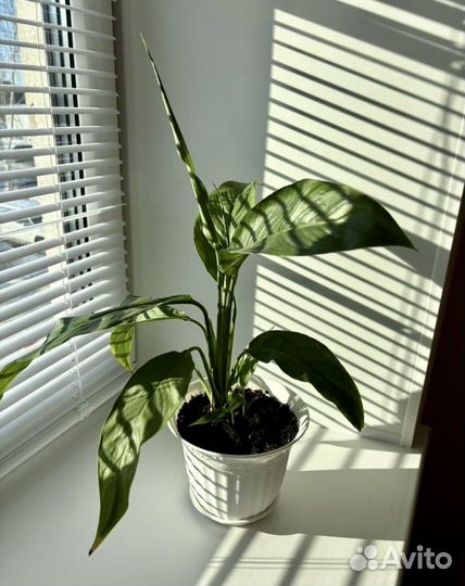 Спатифиллум женское счастье