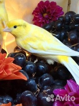 Кенар роллер