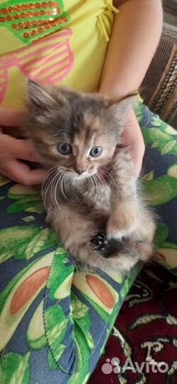 Котятки в дар бесплатно