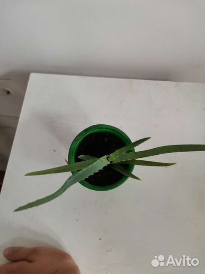 Алоэ столетник лечебный