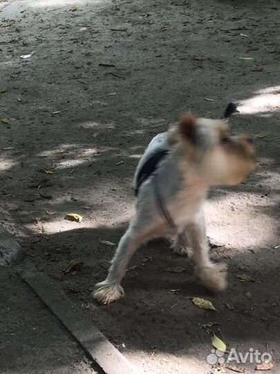 Йоркширский терьер Вязка