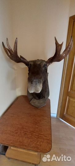Чучело головы лося