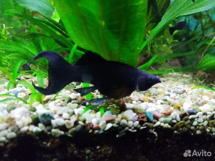 Аквариумные рыбки и растения
