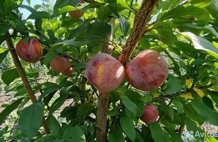 Новые сорта сливы и гибридов зимостойкие -30