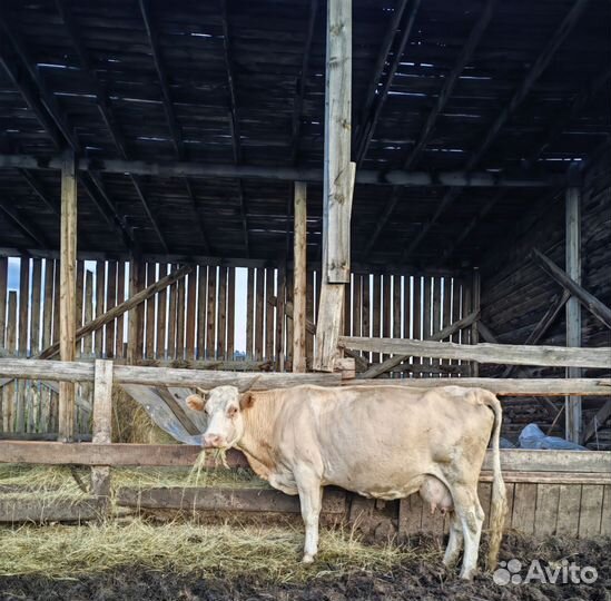 Корова стельная