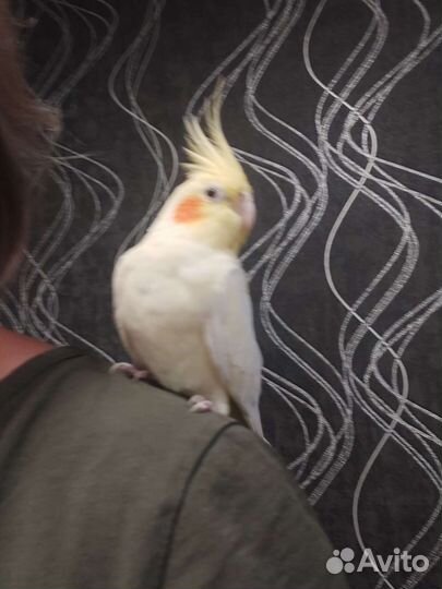 Попугай корелла девочка